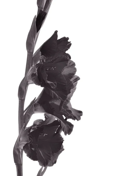 Bloem Gladiolus Close Zicht — Stockfoto