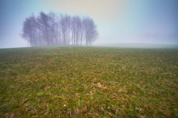 雾蒙蒙的草地上的孤零零的树木 — 图库照片