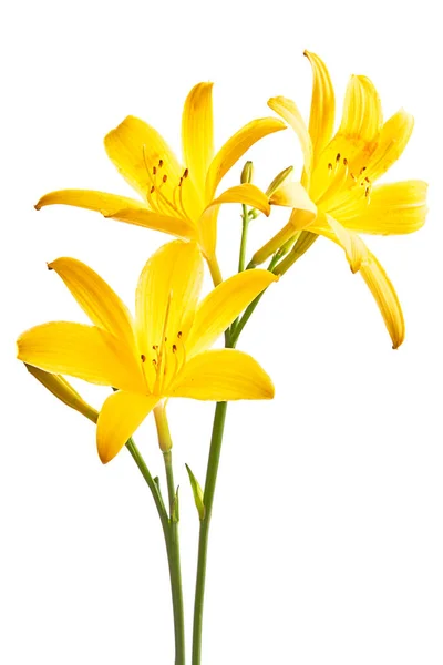 Flor Lírios Amarelos Fundo Floral Bonito — Fotografia de Stock