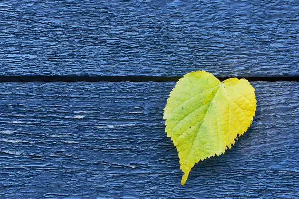 Tree Leaf Blue Wood — Stock Photo, Image