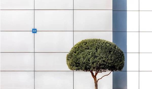 レンガの壁と緑の植物 レンガの壁を持つ木 — ストック写真