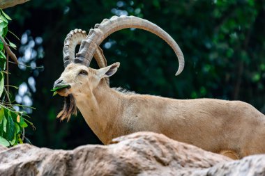 An ibex mountain goat steinbock  bouquetin Capra ibex while feeding on leaves on top of a mountain