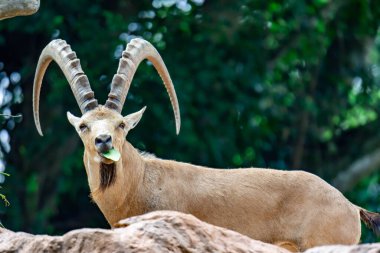 An ibex mountain goat steinbock  bouquetin Capra ibex while feeding on leaves on top of a mountain