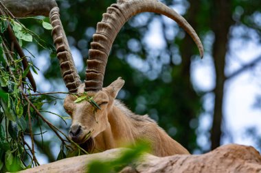 An ibex mountain goat steinbock  bouquetin Capra ibex while feeding on leaves on top of a mountain