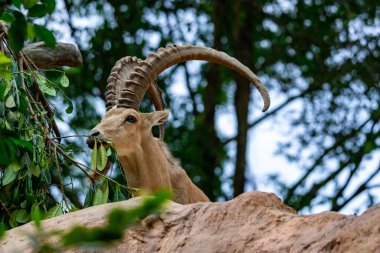 An ibex mountain goat steinbock  bouquetin Capra ibex while feeding on leaves on top of a mountain