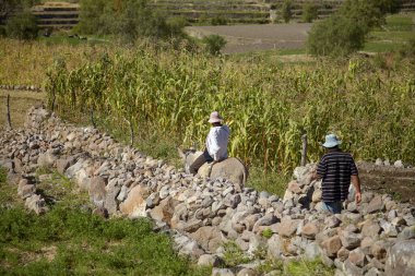 AREQUIPA, PERU - 17 Haziran 2012: Arequipa Peru 'da bir mısır tarlasında çalışan iki Perulu adam