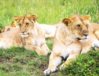 Zimbabwe vahşi yaşam resimlerinin arkaplan görüntüsü 