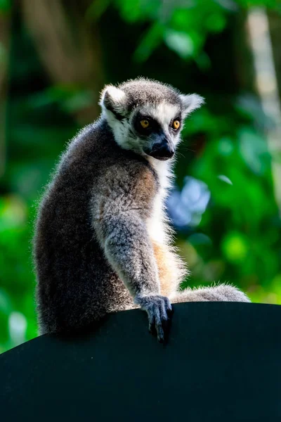 Bir Halka Bir Ağaç Dalında Oturup Izlerken Lemur Catta Takip — Stok fotoğraf