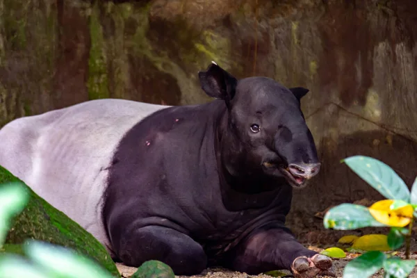 Malayan Tapir Asian Tapir Cipan Tenuk Badak Tampung Tapirus While — Stockfoto