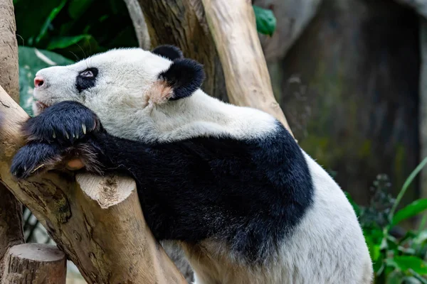 Ein Sehr Fauler Und Schläfriger Riesenpandabär Findet Ihn Selbst Auf — Stockfoto