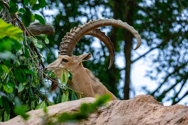 Ibex Mountain Goat Steinbock Bouquetin Capra Ibex While Feeding Leaves — Stock fotografie