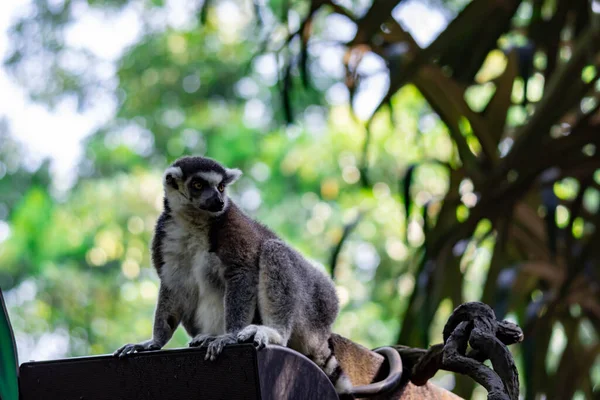 Ring Tailed Lemur Catta While Sitting Tree Branch Observing — Fotografia de Stock