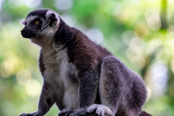 Ring Tailed Lemur Catta While Sitting Tree Branch Observing — Foto de Stock