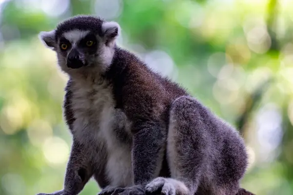 Anillo Cola Lemur Catta Mientras Está Sentado Una Rama Árbol — Foto de Stock