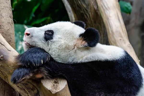 一只非常懒惰和困倦的大熊猫熊发现自己正坐在一张木椅上睡觉 非常无聊和困倦的大熊猫熊 — 图库照片