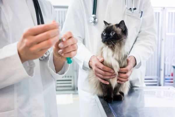 Kočka Při Pohledu Injekci Vakcíny Připravované Veterinárním Lékařem — Stock fotografie