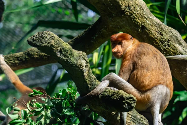 Proboscis Monkey Bekantan Nasalis Larvatus Tree While Eating Leaves — Foto de Stock