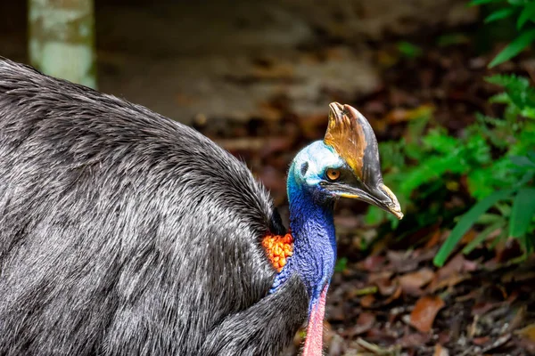 Detailní Záběr Cassowaryho Ptáka Casuariuse Parku Někde Singapuru — Stock fotografie