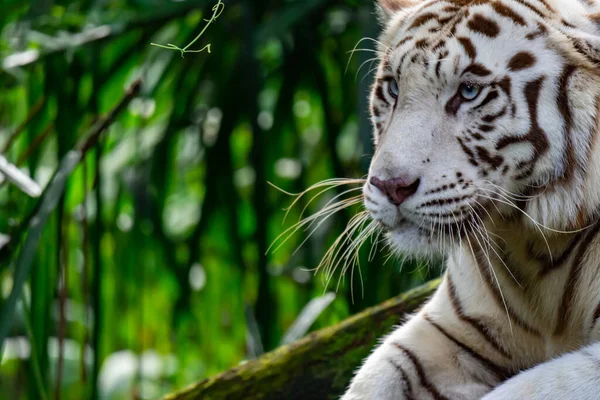 Μια Κοντινή Φωτογραφία Ενός Λευκού Τίγρη Bengal Τίγρη Ενώ Κοιτάζει — Φωτογραφία Αρχείου
