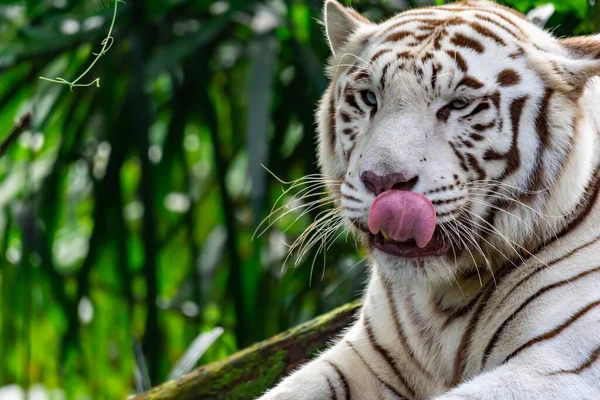 虎视镜白虎或斑纹虎的特写照片 通过伸出舌头而表现出兴趣 — 图库照片