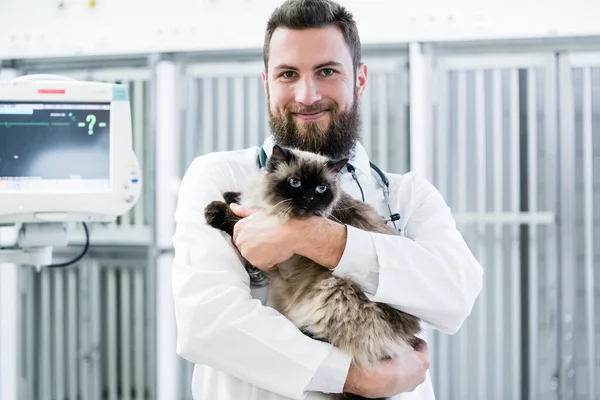 Врач Ветеринар Держит Кошку Своей Ветеринарной Клинике — стоковое фото