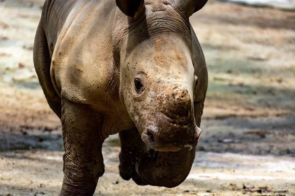 Plan Rapproché Bébé Rhinocéros Blanc Rhinocéros Lèvres Carrées Ceratotherium Simum — Photo