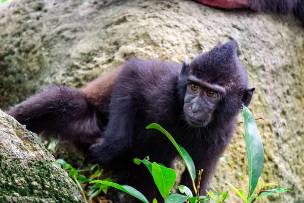Celebes Crested Macaque Även Känd Som Den Crested Svart Makak — Stockfoto