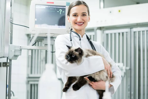 Veterinární Lékař Držet Kočku Její Zvířecí Klinice — Stock fotografie