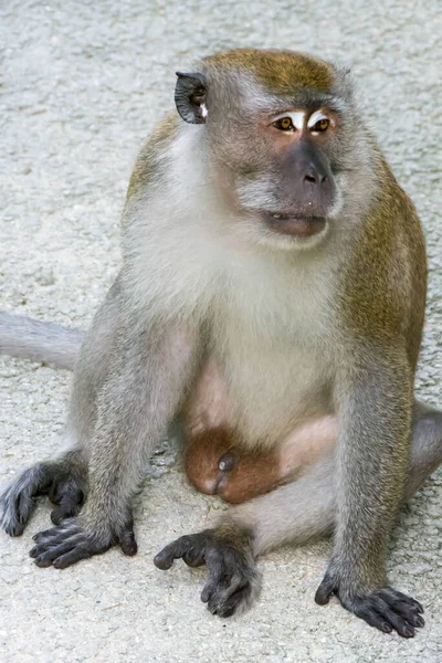 Macaco Marrom Andando Brincando Parque — Fotografia de Stock