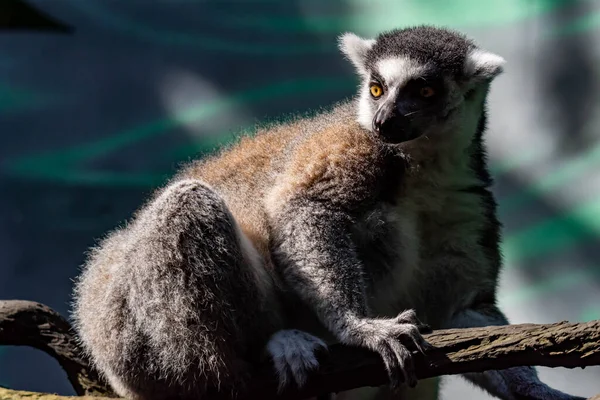 Ένα Δαχτυλίδι Ουρά Lemur Catta Ενώ Κάθεται Ένα Κλαδί Δέντρου — Φωτογραφία Αρχείου