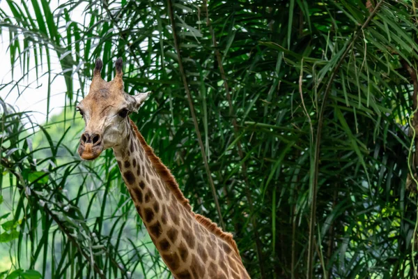 Schöne Giraffe Natürlichen Lebensraum — Stockfoto