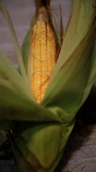 Kukoricacsutka Kukoricamaggal Közelkép — Stock Fotó