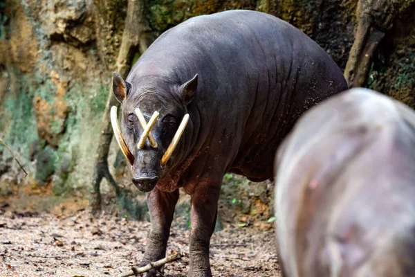 Babirusa Deer Pigs Babyrousa While Looking Food Wet Soil Mud — Stock Photo, Image