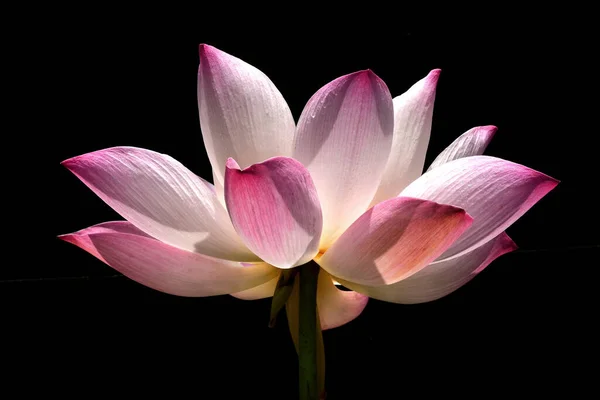 Fioletowe Płatki Lilii Wodnej Kwiat Lotosu — Zdjęcie stockowe