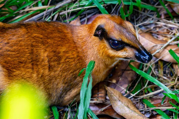 Small Mouse Deer Tragulidae While Resting Soil Grass — Fotografia de Stock