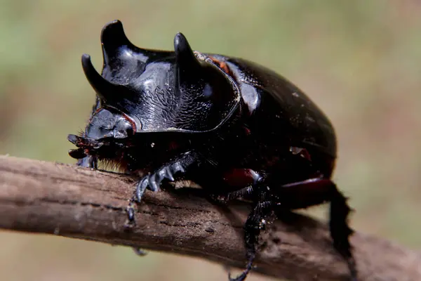 Rhinoceros Beetle Close — Stock Photo, Image