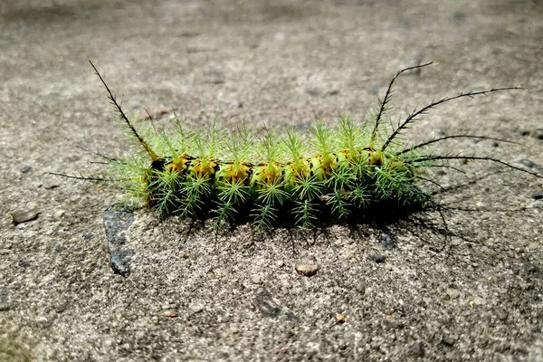 Insect Fire Caterpillar Close — Stock Photo, Image