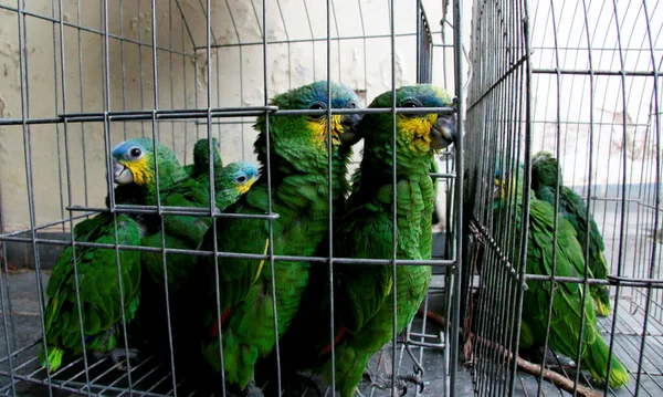 Groene Papegaaien Een Kooi — Stockfoto
