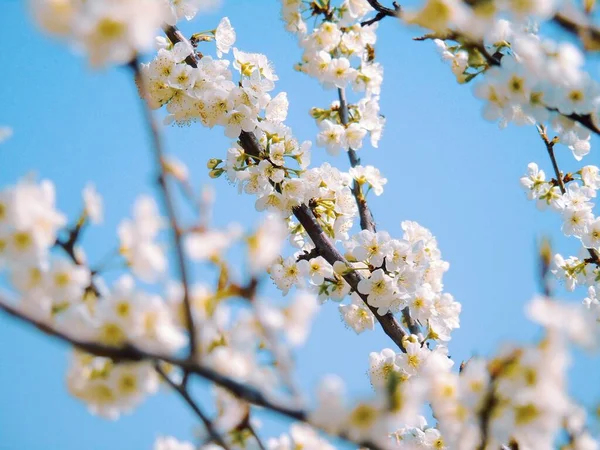 Прекрасні Квіти Літній Час — стокове фото