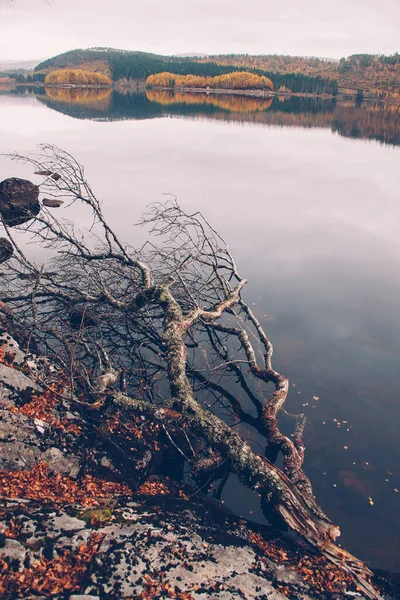 Branch Lake Highlands Scotland Great Britain Europe — Foto de Stock