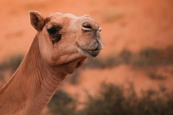 Cammello Nel Deserto Ras Khaimah Ras Chaima Emirati Arabi Uniti — Foto Stock