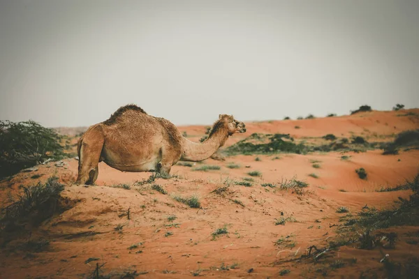 Camel Pustyni Ras Khaimah Ras Chaima Zjednoczone Emiraty Arabskie — Zdjęcie stockowe