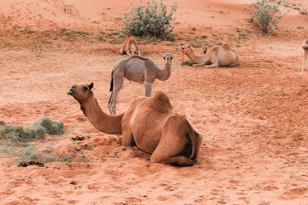 Camel Pustyni Ras Khaimah Ras Chaima Zjednoczone Emiraty Arabskie — Zdjęcie stockowe