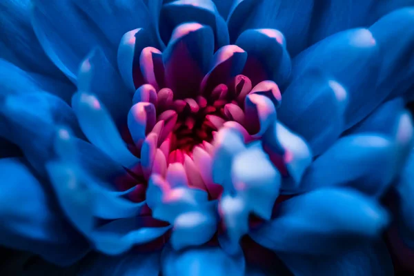 Μπλε Πέταλα Λουλουδιών Μαργαρίτα Άνθιση Αφηρημένο Ανθισμένο Φόντο Τέχνης Λουλούδια — Φωτογραφία Αρχείου