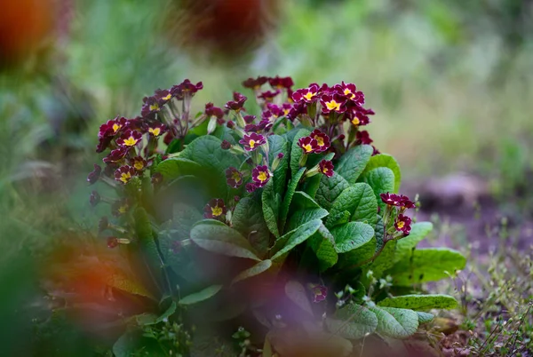 Strauch Mit Großen Grünen Blättern Und Roten Blüten Primula Acaulis — Stockfoto