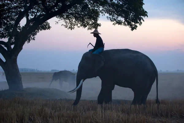 Silhouette Image Elephant Mahout Forest —  Fotos de Stock