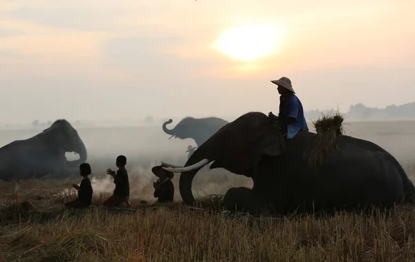 タイカントリーサイド日没の背景にシルエット象 スリンタイの象タイ — ストック写真