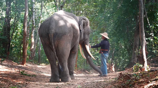 Les Agriculteurs Asiatiques Récoltent Dans Rizière Avec Des Éléphants — Photo