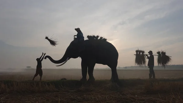 Asian Farmers harvest in the rice field with elephants