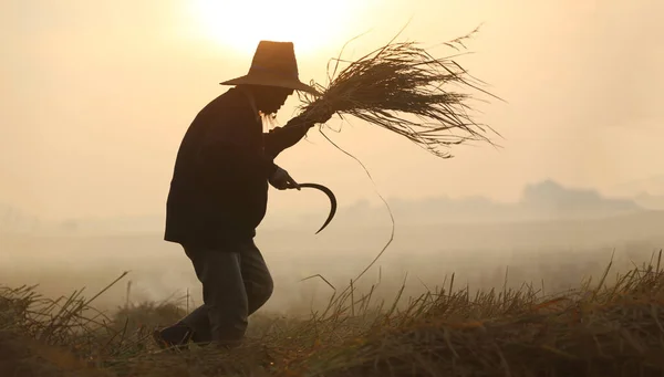 田んぼで収穫する農家 — ストック写真